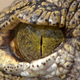Image for article titled 5 Creatures That Have Evolved Into Badass Biological Machines